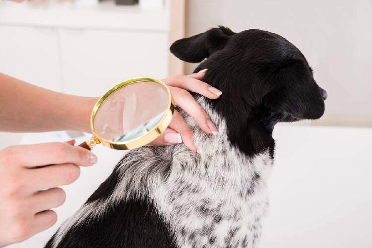pelo perro pelo perro