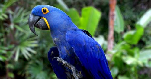 guacamayo azul Guacamayo azul