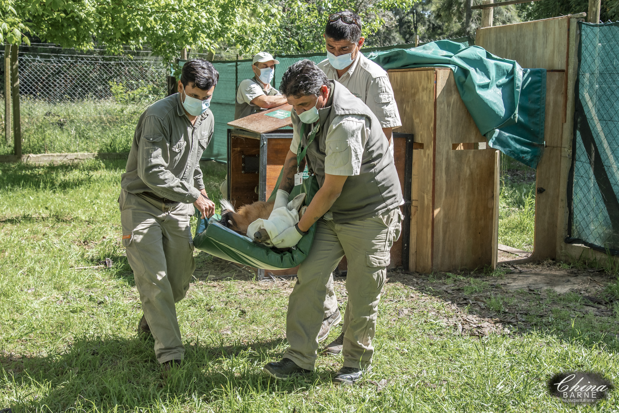 PH_ China Barne Chequeo veterinario 1 PH_ China Barne Chequeo veterinario 1