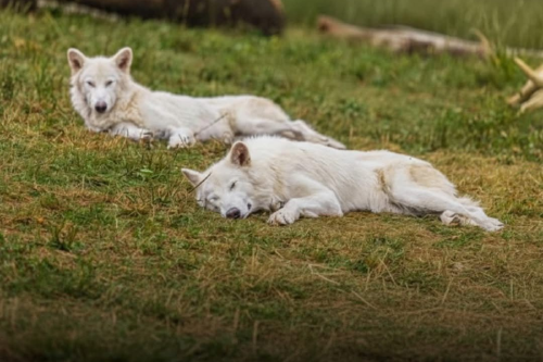 lobos Imagen: wildnature