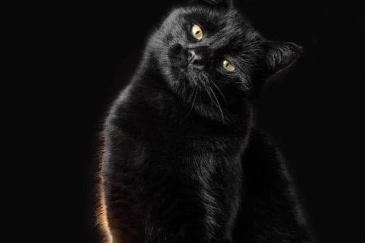 Los gatos negros y blancos son sacrificados durante octubre y noviembre (Foto: Pinterest)