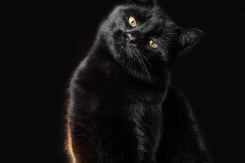 Gato negro Los gatos negros y blancos son sacrificados durante octubre y noviembre (Foto: Pinterest)