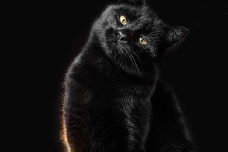 Gato negro Los gatos negros y blancos son sacrificados durante octubre y noviembre (Foto: Pinterest)
