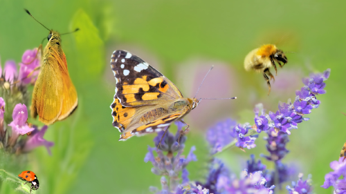 AdobeStock_305661651 AdobeStock_305661651