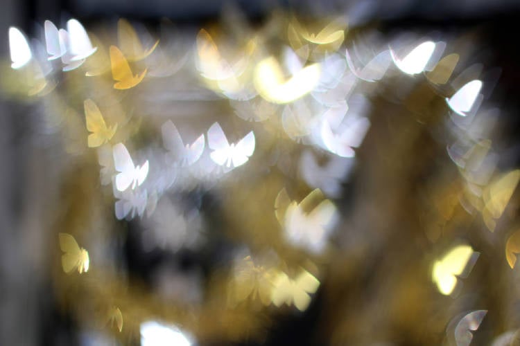 tipos de mariposas y su significado tipos de mariposas y su significado Mariposas blancas y amarillas