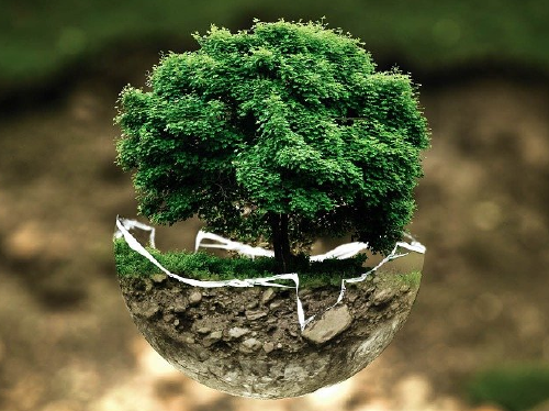 arbol ambiente ecología deforestación de bosques