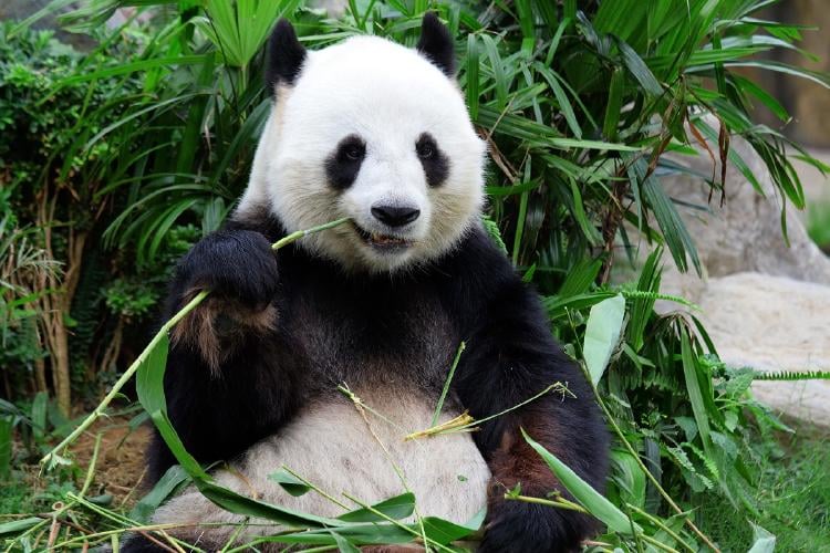animales en peligro de extinción animales en peligro de extinción