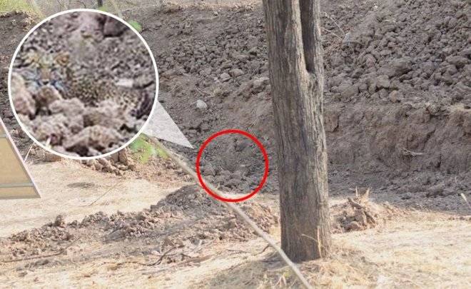 ubicacion leopardo ubicacion leopardo