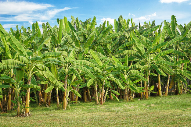 plantacion arbol platano campos verdes jardin cielo azul sol_101276 43