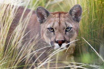 Puma   Ph Pablo Rodríguez Merkel.