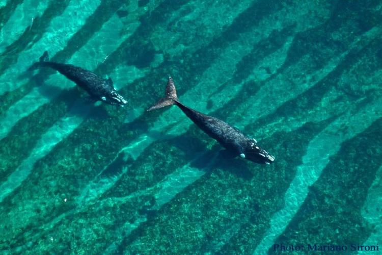 Right whales in Patagonia Photo Mariano Sironi 2007 768x512 Right whales in Patagonia Photo Mariano Sironi 2007 768x512