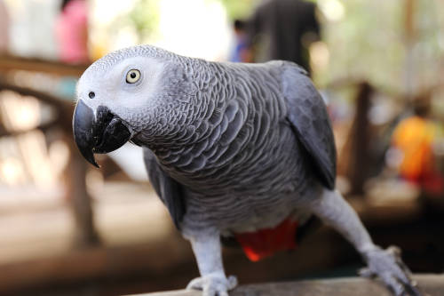 Loro desaparece por 4 años y regresa a casa hablando español