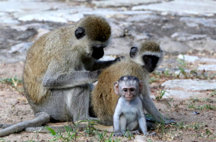 cercopiteco verde cercopiteco verde