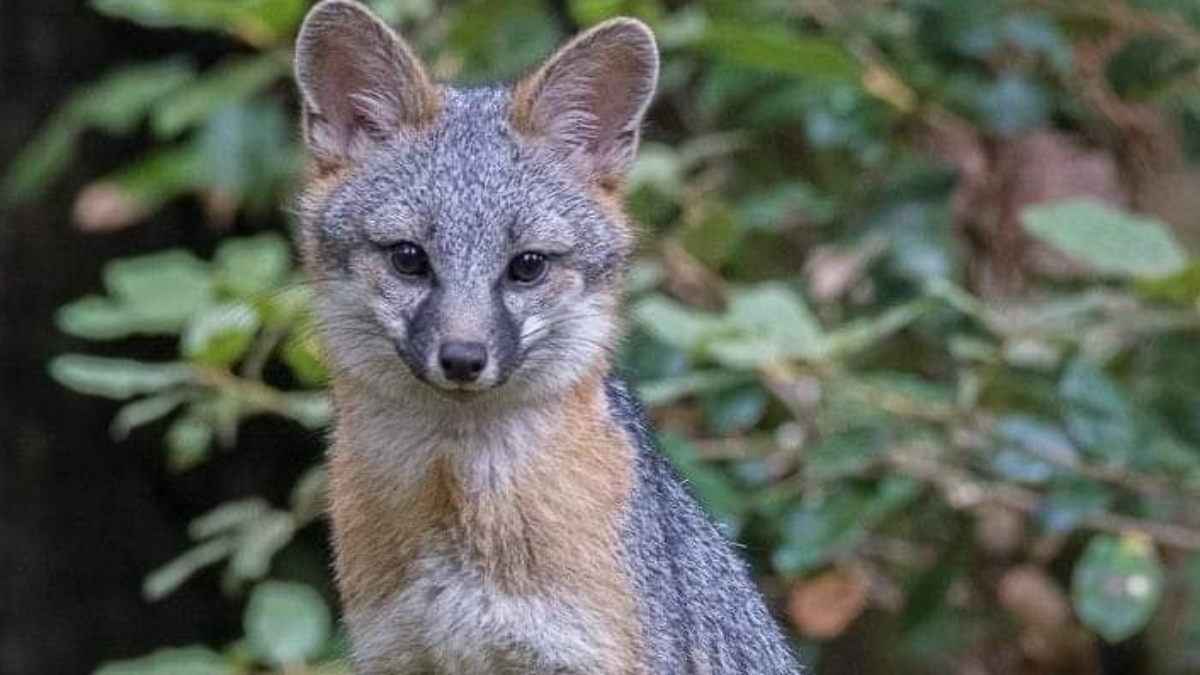 zorro gris Al nacer, son diminutos y pesan apenas 100 gramos aproximadamente