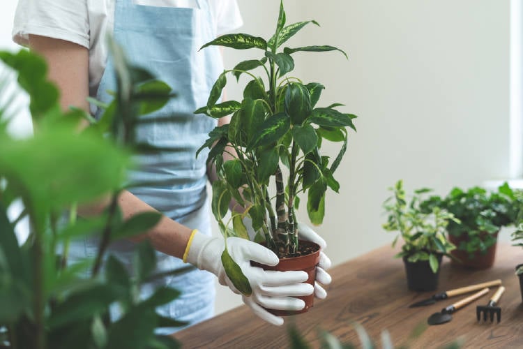 Cómo puedo revivir una planta con 1 solo ingrediente