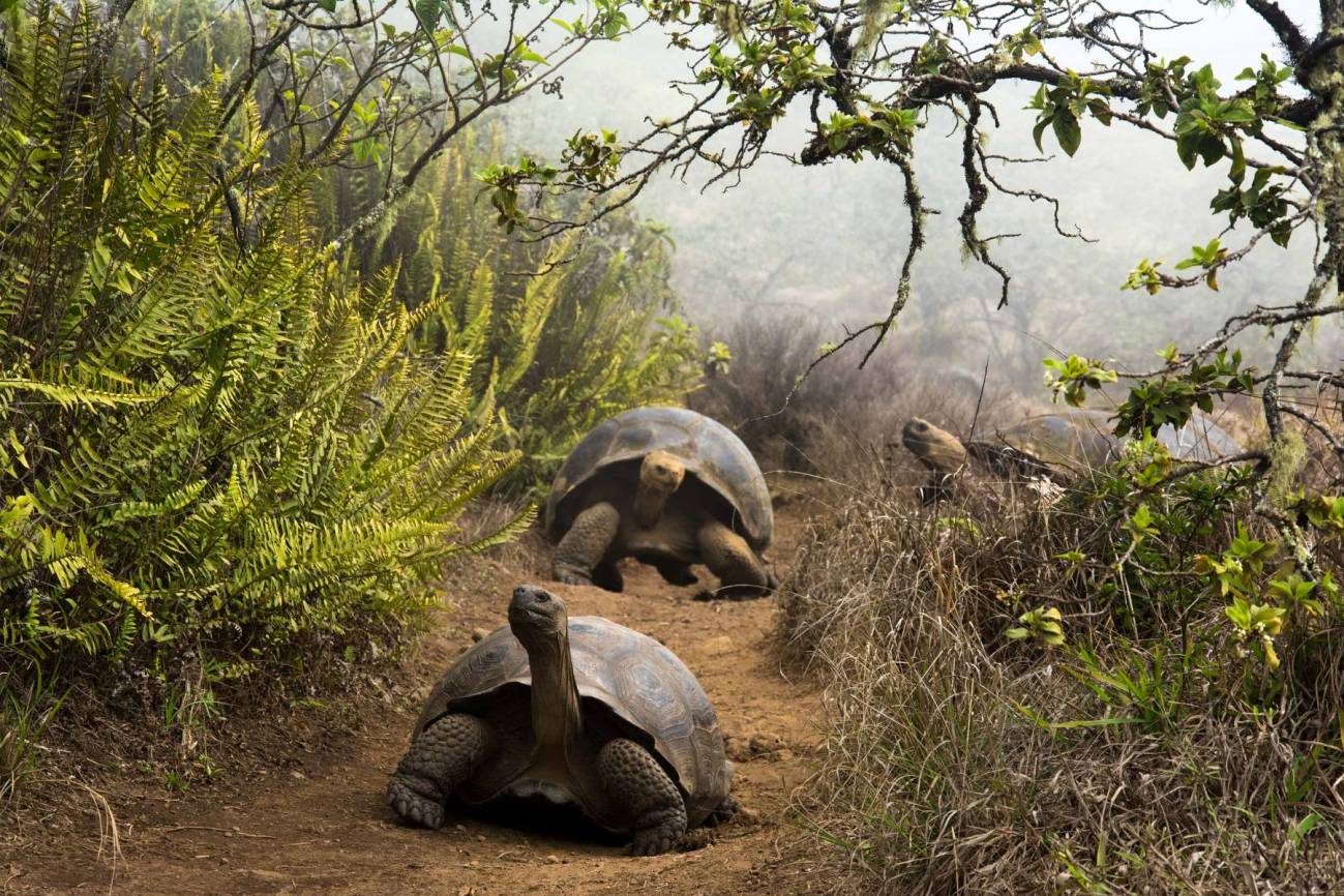 Ecuador Anunció Un Histórico Canje De Deuda Por Conservación | Bioguia