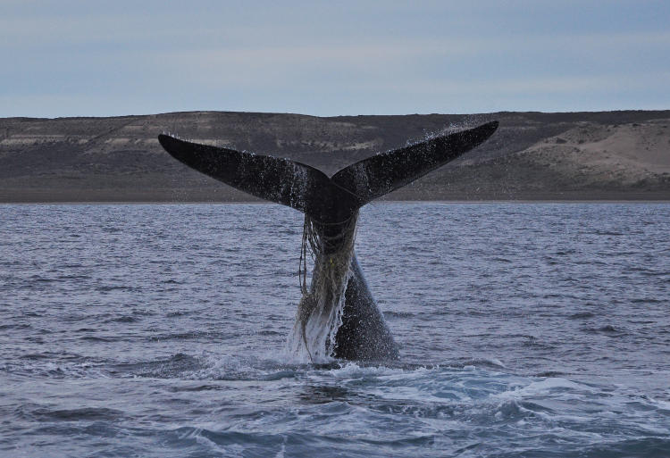 Cola de Ballena Franca Austral atrapada en redes de pesca