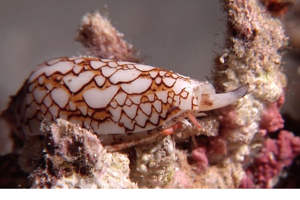 Las conotoxinas del caracol cono están siendo estudiadas por científicos porque tienen el potencial de tratar dolores crónicos sin los efectos secundarios adictivos de los opioides. (Foto: Pinterest)