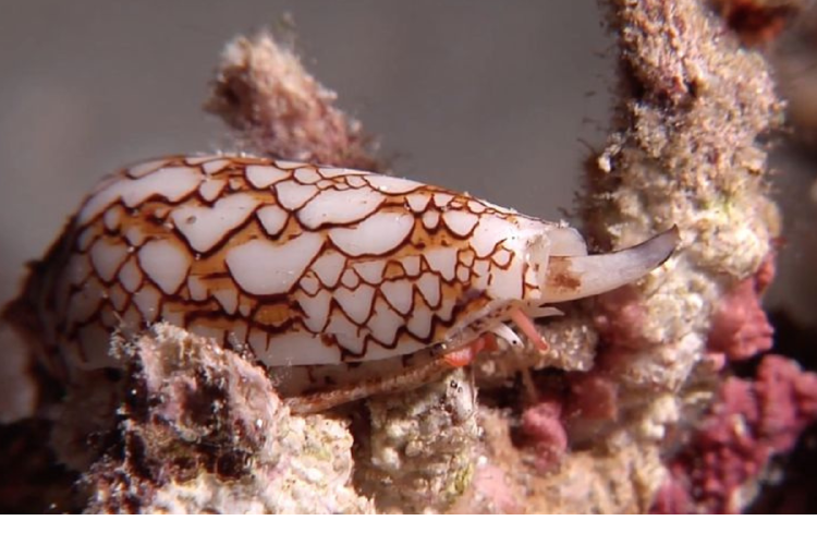 caracol cono Las conotoxinas del caracol cono están siendo estudiadas por científicos porque tienen el potencial de tratar dolores crónicos sin los efectos secundarios adictivos de los opioides. (Foto: Pinterest)