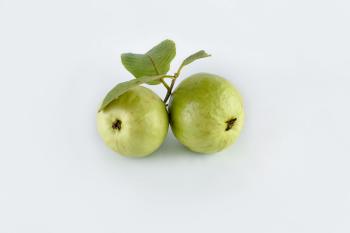 hojas de guayaba hojas de guayaba