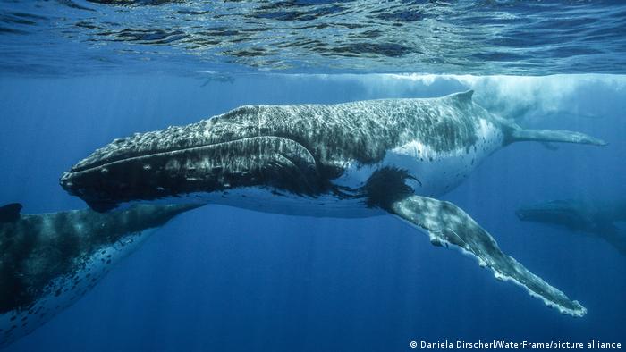 68332551_303 68332551_303