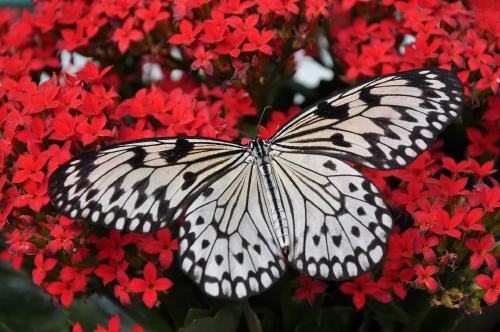 mariposas Así es como puedes atraer más mariposas a tu jardín
