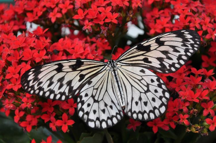 Así es como puedes atraer más mariposas a tu jardín
