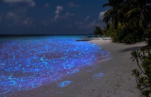 mar de estrellas 0 mar de estrellas 0