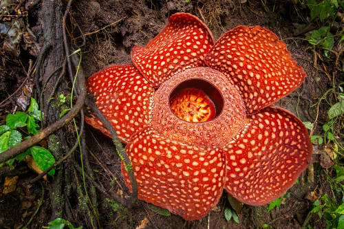 Descubrieron en Indonesia la flor más grande de la historia