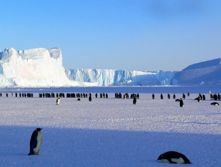 pingüinos_2_pexels pingüinos_2_pexels