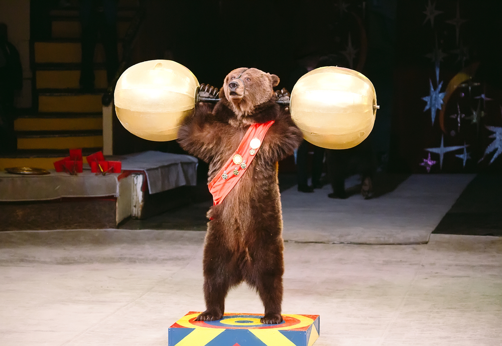 oso en el circo oso en el circo sometido a realizar trucos dentro del espectaculo