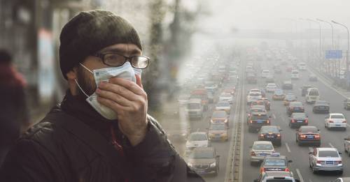Este insecto puede monitorear la contaminación en las ciudades