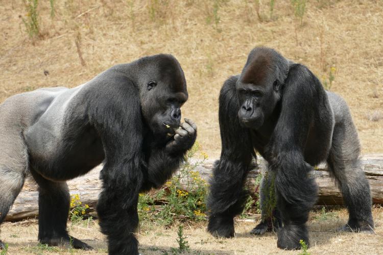 gorila-3526174_1920 Nace un gorila en peligro de extinción en Zoológico de Bristol
