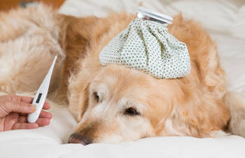 perro fiebre perro fiebre