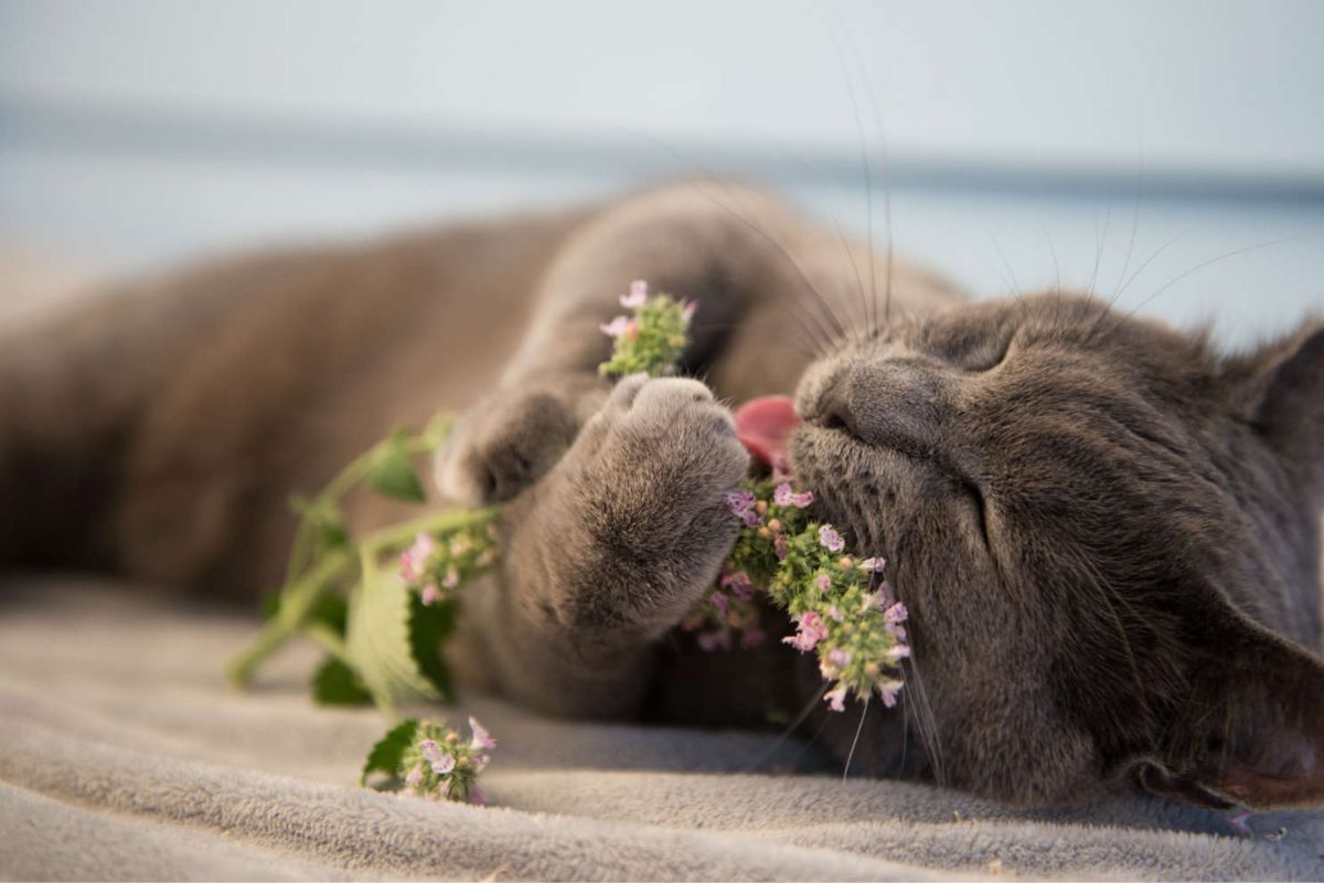 gato Imagen: msn.com