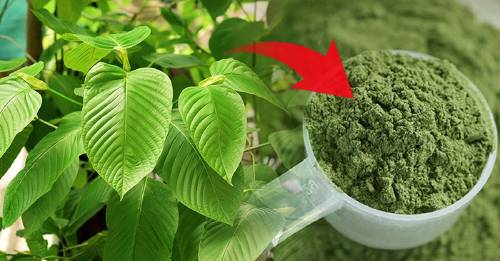 ¿Qué es el kratom, cuáles son sus efectos y por qué se considera una planta peligrosa?