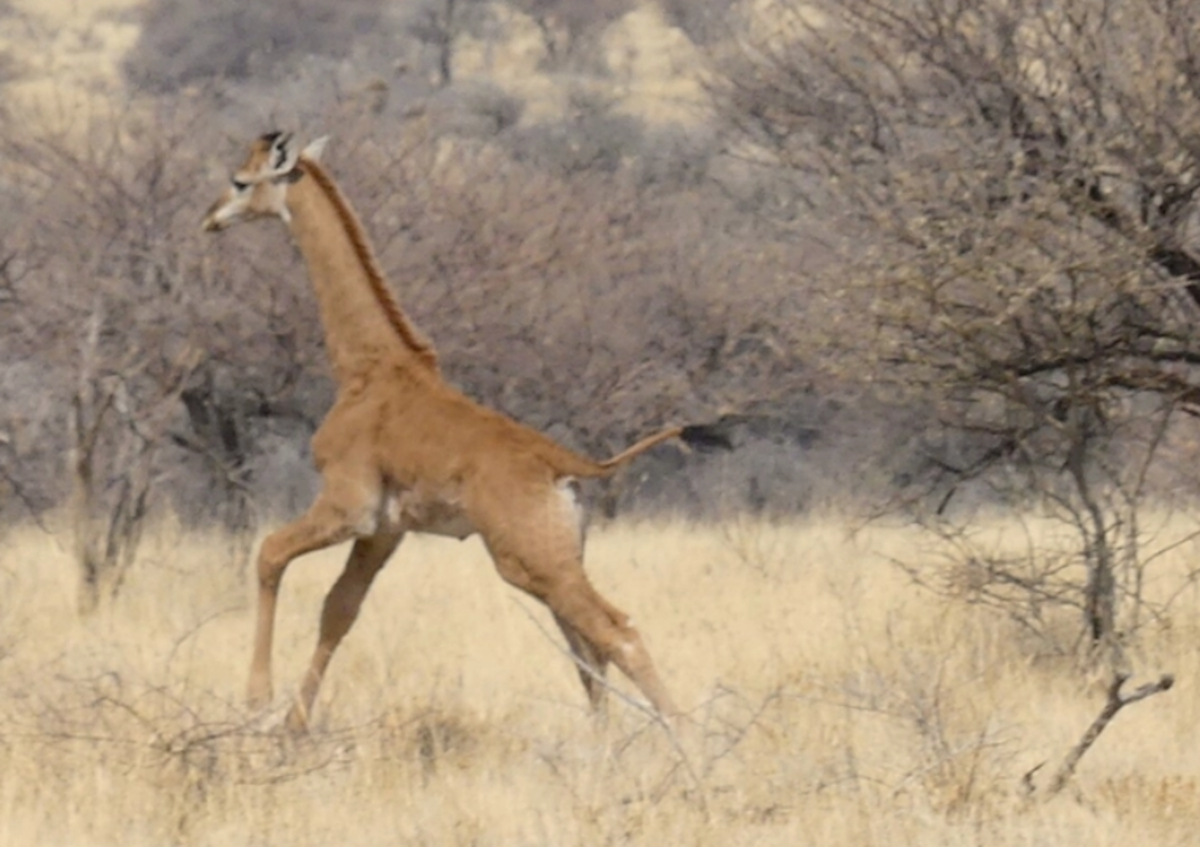 jirafa sin manchas3 jirafa sin manchas3