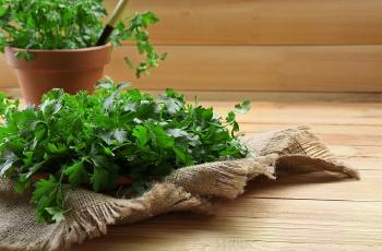 Cilantro 2 Cilantro