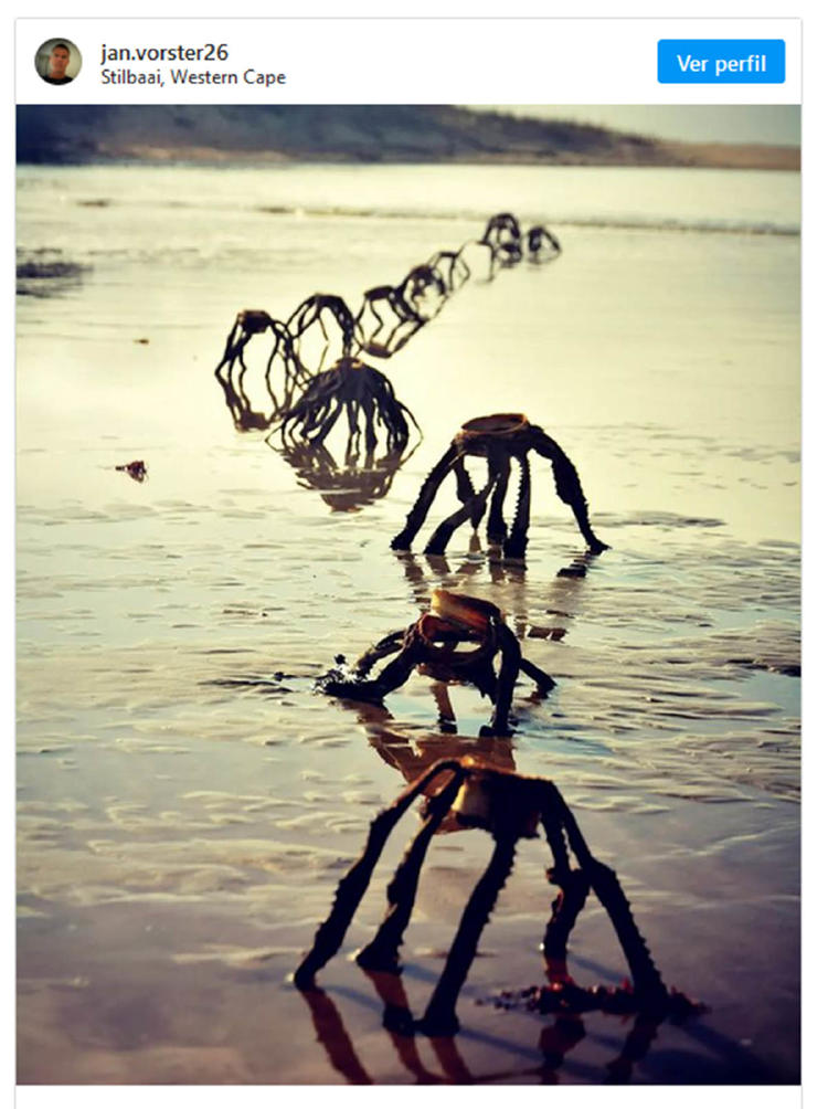 extraterrestres sudáfrica2 extraterrestres sudáfrica2