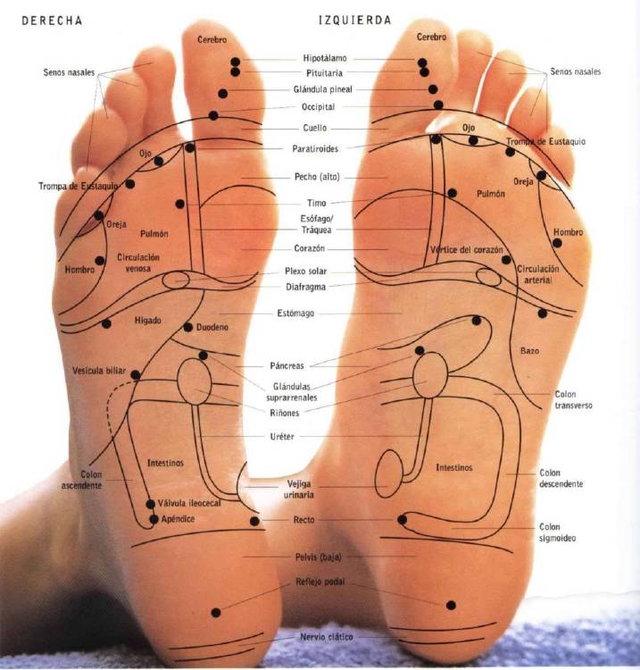 Zonas reflejas del pie Zonas reflejas del pie