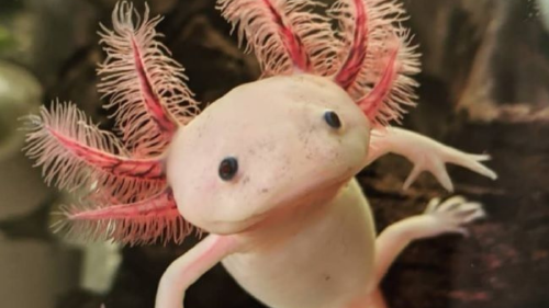 ajolote De color negro o marrón moteado, albino o blanco, el ajolote mexicano preserva su aleta dorsal de renacuajo que se extiende casi por todo su cuerpo (Foto: Pinterest)