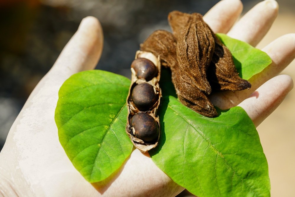 hierbas sagradas apetito sexual Mucuna pruriens