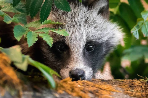 vida silvestre Imagen: Pinterest