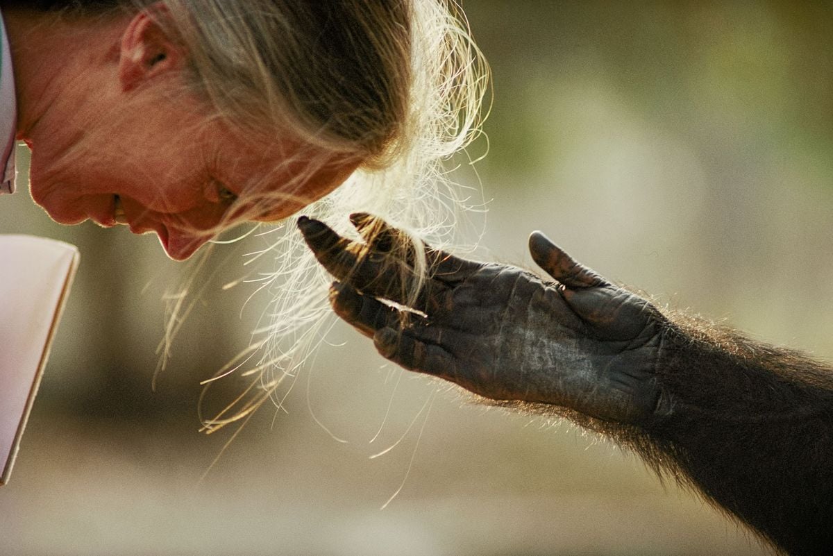 jane goodall