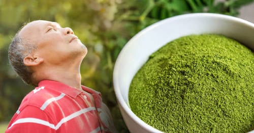 moringa planta medicinal