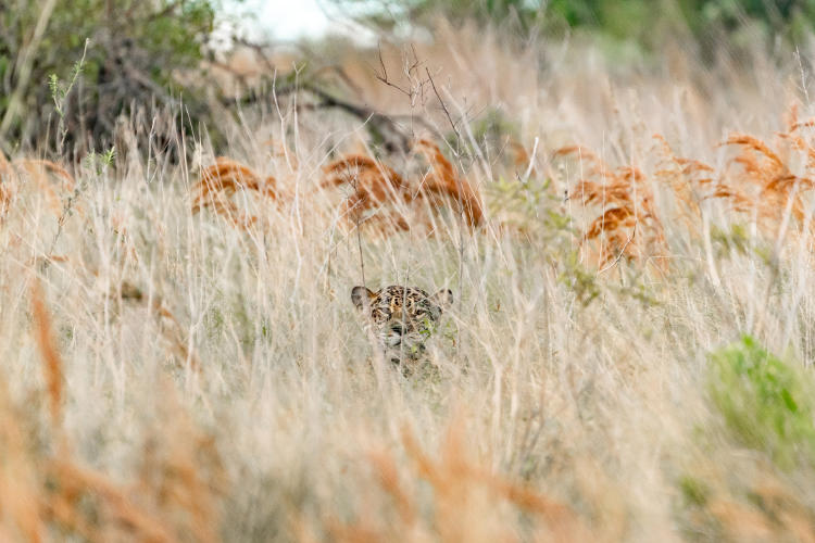 Juruna Matias Rebak Fundación Rewilding Argentina 1 (1)