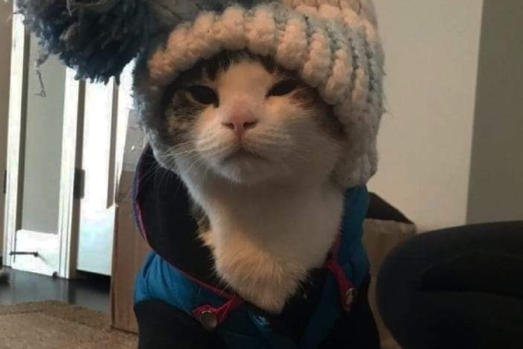 gato Aunque muchos piensan que los gatos siempre están protegidos del frío por su pelaje, ciertas razas y condiciones los hacen especialmente vulnerables. (Imagen: Pinterest)