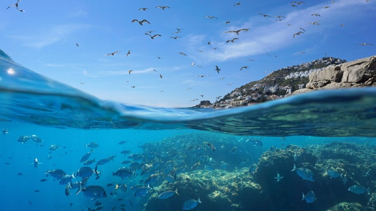 mar mediterraneo biodiversidad