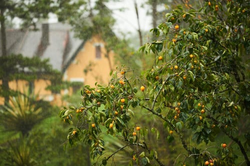 Copenhague se llenará de árboles frutales para sus habitantes