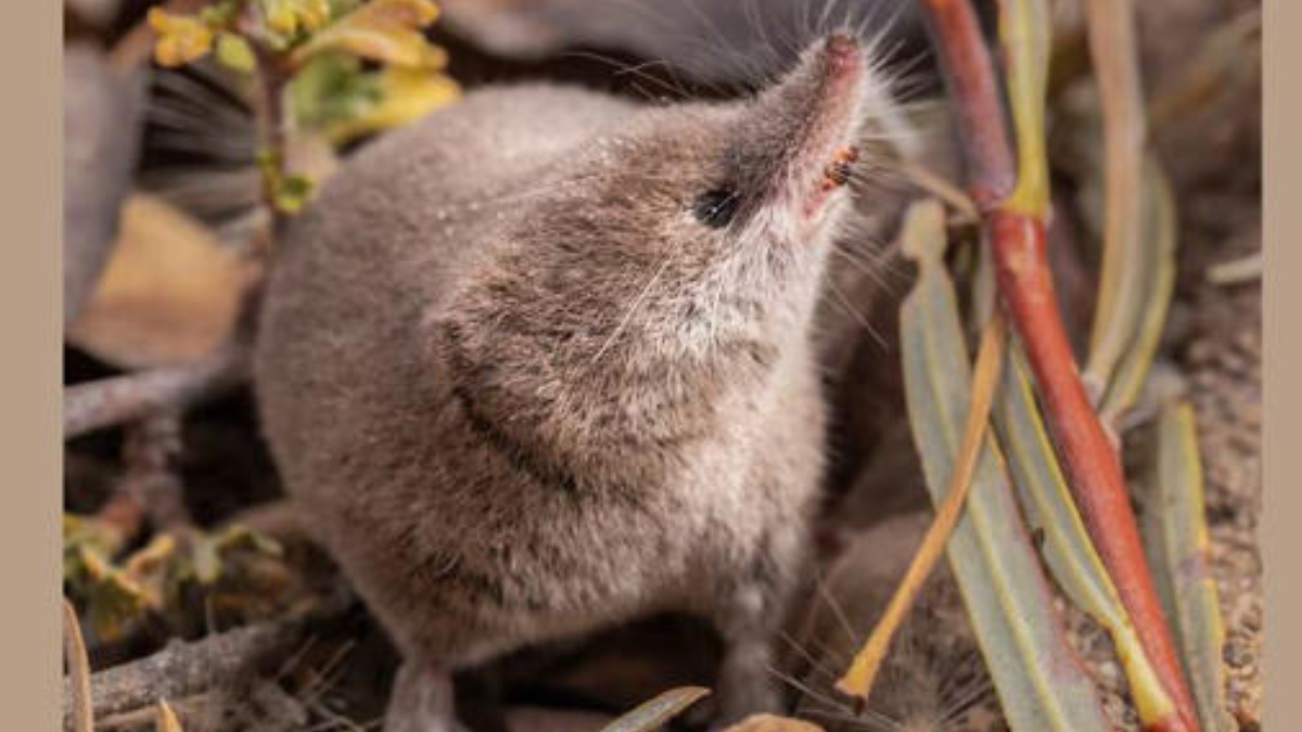 musaraña Estudiantes de Universidad de California en Berkeley capturaron en fotografía y video a un mamífero nunca antes retratado por un lente: la musaraña del monte Lyell,
